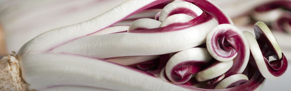 radicchio igp di treviso cosa fare in veneto fiore d'inverno magazine trevigiano marca tardivo variegato castelfranco food mangiare