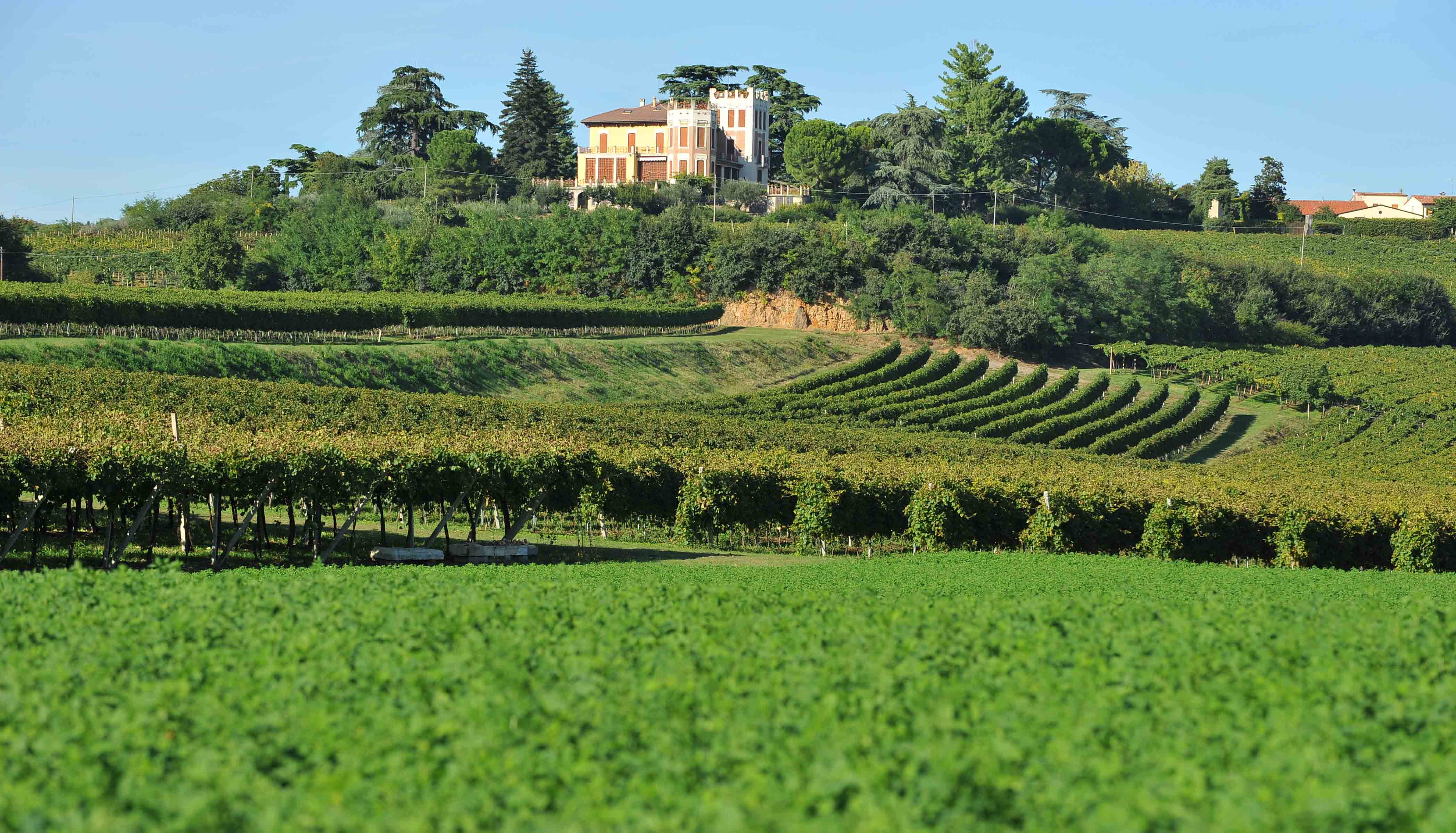 sopra e sotto i colli berici eleonora garzia penna al dente eventi in veneto cosa fare in veneto magazine vicenza vicentino cosa fare a vicenza mostra van gogh basilica palladiana ville venete cosa fare sui colli berici berio monte berico eventi vicentini gatte vicentine 