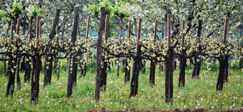 consorzio vini asolo montello asolo docg cosa fare in veneto eventi veneto assemblea soci consozio vini veneti treviso magazine veneto cosa fare a treviso penna al dente